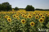 Common Annual Sunflower (Helianthus annuus)