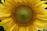 Zonnebloem (Helianthus annuus)