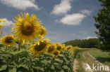 Zonnebloem (Helianthus annuus)