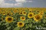 Common Annual Sunflower (Helianthus annuus)