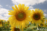 Common Annual Sunflower (Helianthus annuus)