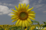 Common Annual Sunflower (Helianthus annuus)