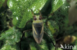 Waterboatman (Notonecta obliqua)