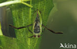 Zwart bootsmannetje (Notonecta obliqua)