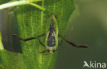 Waterboatman (Notonecta obliqua)