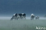 Mottled Cow (Bos domesticus)