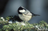 Zwarte Mees (Parus ater)