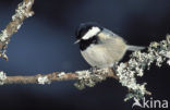 Zwarte Mees (Parus ater)