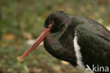 Zwarte Ooievaar (Ciconia nigra)