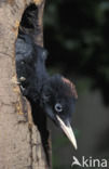 Black Woodpecker (Dryocopus martius)