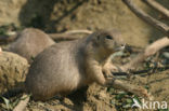 Zwartstaartprairiehond (Cynomys ludovicianus)