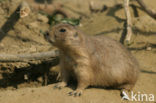 Zwartstaartprairiehond (Cynomys ludovicianus)