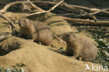 Zwartstaartprairiehond (Cynomys ludovicianus)