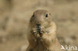 Zwartstaartprairiehond (Cynomys ludovicianus)