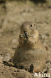 Zwartstaartprairiehond (Cynomys ludovicianus)