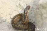 Adder (Vipera berus) 