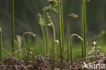 Western brackenfern (Pteridium aquilinum)