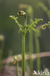 Western brackenfern (Pteridium aquilinum)