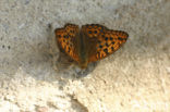 High Brown Fritillary (Argynnis adippe)