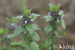 Akkerandoorn (Stachys arvensis) 