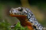 Alpenwatersalamander