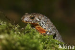 Alpenwatersalamander