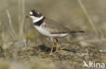 Amerikaanse Bontbekplevier (Charadrius semipalmatus)