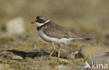 Amerikaanse Bontbekplevier (Charadrius semipalmatus)