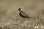 American Golden-Plover (Pluvialis dominica)