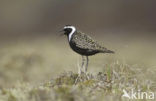 American Golden-Plover (Pluvialis dominica)