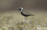 Amerikaanse Goudplevier (Pluvialis dominica)