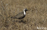 Amerikaanse Goudplevier (Pluvialis dominica)