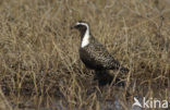 Amerikaanse Goudplevier (Pluvialis dominica)