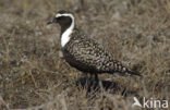 Amerikaanse Goudplevier (Pluvialis dominica)