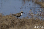 Amerikaanse Goudplevier (Pluvialis dominica)