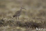 Amerikaanse regenwulp (Numenius phaeopus hudsonicus)