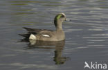 American Wigeon (Anas americana)