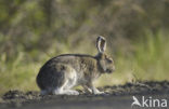 Amerikaanse Sneeuwhaas (Lepus americanus)