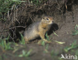 Arctische grondeekhoorn (Citellus parryi)