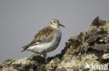 Rock Sandpiper (Calidris ptilocnemis)