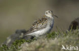 Beringstrandloper (Calidris ptilocnemis)