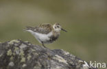 Beringstrandloper (Calidris ptilocnemis)