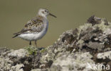 Beringstrandloper (Calidris ptilocnemis)