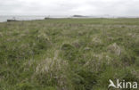 Bering Sea