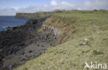 Bering Sea
