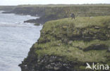 Bering Sea
