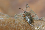 birch catkin bug (Kleidocerys resedae)