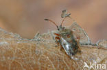 Berkenwants (Kleidocerys resedae)