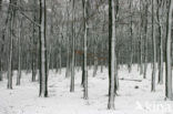 Beech (Fagus sylvatica)