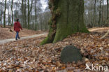 Beech (Fagus sylvatica)